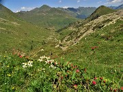 69 Scendendo su traccia fiorita in Val Ponteranica
